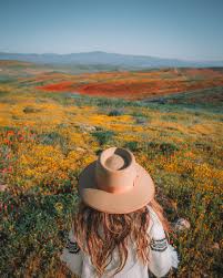 We did not find results for: Super Bloom 2019 In Antelope Valley California Usa Madeline Lu