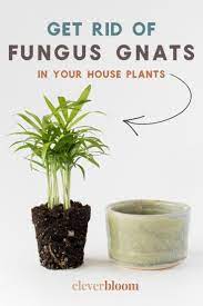 How To Get Rid Of Fungus Gnats In Houseplants Tall Indoor Plants Large Indoor Plants Small Indoor Plants