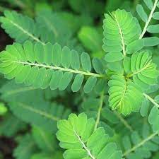 We did not find results for: Sering Dianggap Tanaman Liar Daun Meniran Mampu Sembuhkan Hepatitis Diabetes Batu Ginjal Dan Rematik Watyutink