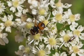 Image result for Photedes captiuncula