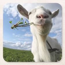 Portrait Of A Goat Eating A Grass On A Green Square Paper Coaster Zazzle Com Goats Funny Funny Animals Animals