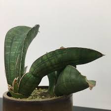 Image result for Sansevieria sinus-simiorum