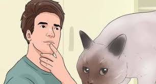 4 Ways to Stop a Cat from Clawing Furniture