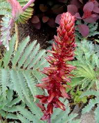 Image result for Melianthus major