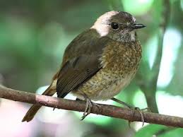 Image result for Erythrococca atrovirens