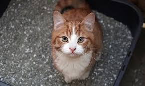What can i use instead of cat litter. What Are The Best Natural Or Cheap Cat Litter Alternatives