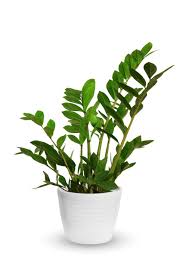 Although begonias are considered as outdoor plants, there are many plants from begonia genus that makes great flowering houseplants. 25 Best Indoor Plants Easy Indoor Gardening Ideas