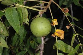 Image result for Juglandaceae