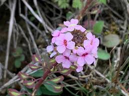 Image result for Aneilema spekei