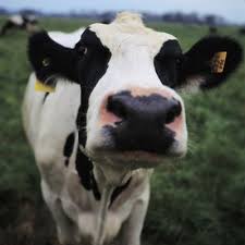 Black And White Cow Name Raw Milk Reality Buying Raw Milk Safely Chris Kresser Cute Cows Cow Cow Face