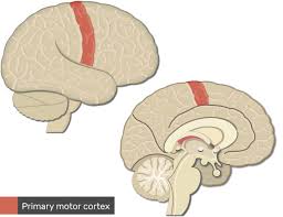 Answer keys view answer keys all the answer keys i. Neuralink And The Brain S Magical Future Wait But Why