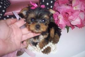 The yorkshire terrier is known for its playful demeanor and distinctive coat. How To Care For Teacup Yorkie Puppies Teacup Puppy Care Teacup Yorkie Feeding Information