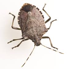 It was first discovered in. Stink Bugs Men In Black Pest Control