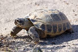 My russian tortoise won't eat? Russian Tortoise Care Tips Reptiles Magazine