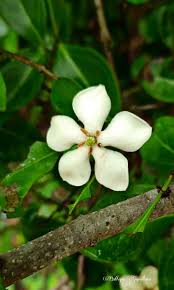 Image result for Catunaregam