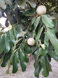 Image result for Ritchiea capparoides