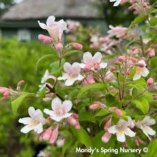 Image result for Kolkwitzia amabilis