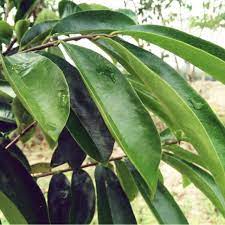 Maybe you would like to learn more about one of these? Daun Durian Belanda Banyak Khasiat Shopee Malaysia