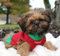We monitor the mother and puppies for any problems. Rainbowwow S Shih Tzu S