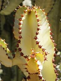 Image result for Euphorbia candelabrum