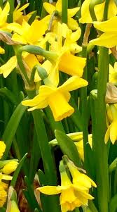 Fiori gialli piccoli in nome dei fiori: Narcisi Gialli Gialli Yellow Flowers Daffodils Flowers Plants