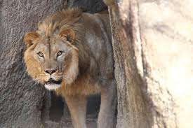 African Lion | North Carolina Zoo