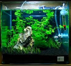 Aquarium kaca ukuran p 40 cm x l 20 cm x t 20 cm. Contoh Gambar Aquascape Dan Jenis Tanaman Alam Ikan