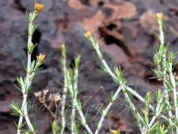 Image result for Polycarpaea