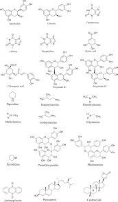 Image result for Cola clavata