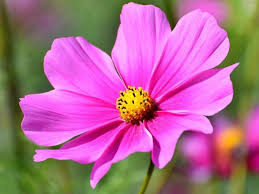 Maybe you would like to learn more about one of these? List Of 300 Flower Names A To Z With Images Florgeous