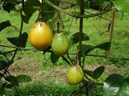 Vegetables name indian vegetables name in english list of vegetables. à¤­ à¤°à¤¤ à¤® à¤• à¤· à¤£ à¤«à¤² à¤¯ à¤¨ à¤ª à¤¶à¤¨ à¤« à¤° à¤Ÿ à¤• à¤– à¤¤ à¤• à¤¤à¤•à¤¨ à¤• Krishisewa