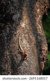 Image result for Urochloa jubata