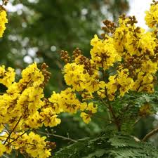 Image result for Limeum pterocarpum