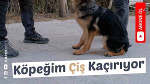 Yavru Kopekler Neden Isirarak Oynarlar Youtube
