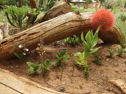 Image result for Rytigynia orbicularis