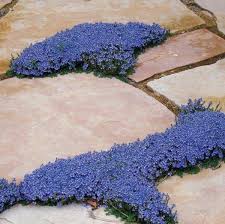 Thyme Leaf Veronica Landscaping With Rocks High Country Gardens Evergreen Groundcover