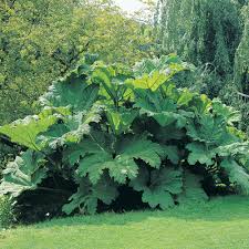 It did break the container last year so i had to split the plant. Gunnera Manicata Giant Rhubarb In Gardentags Plant Encyclopedia