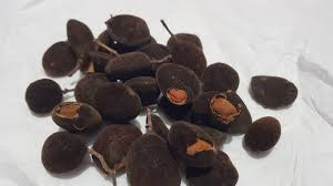 Image result for Dialium