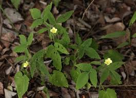 Image result for Hibiscus sidiformis