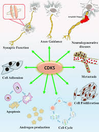 Maybe you would like to learn more about one of these? A Summary Of The Various Cyclin Dependent Kinase 5 Cdk5 Mediated Download Scientific Diagram
