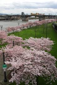 Of the weeping cherry trees, the japanese types are among the best. How To Grow Cherry Trees In Containers Cherry Trees Garden Garden Guide Cherry Tree