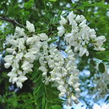 Image result for Robinia pseudo-acacia