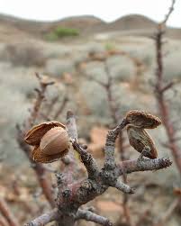 Image result for Cyphostemma obovato-oblongum