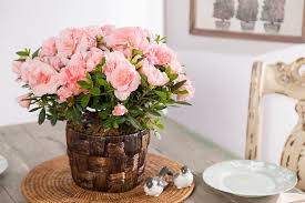 A pet loss ecard to extend your sympathy. 27 Pet Sympathy Ideas Pet Sympathy Sympathy Sympathy Gifts