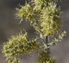 Image result for Strephonema