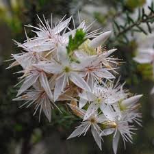 Image result for Tetragonia calycina