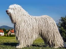 Image result for Komondor