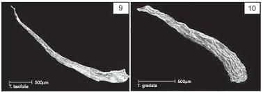 Image result for Zygophlebia villosissima