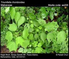 Image result for Triumfetta tenuipedunculata