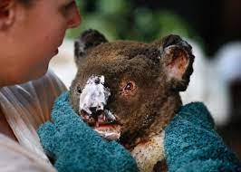 David Caird On Instagram Animal Victims Of The Mallacoota Fires At The Mallacoota Wildlife Shelter Are Cared For While O Animals Australia Animals Koala Bear